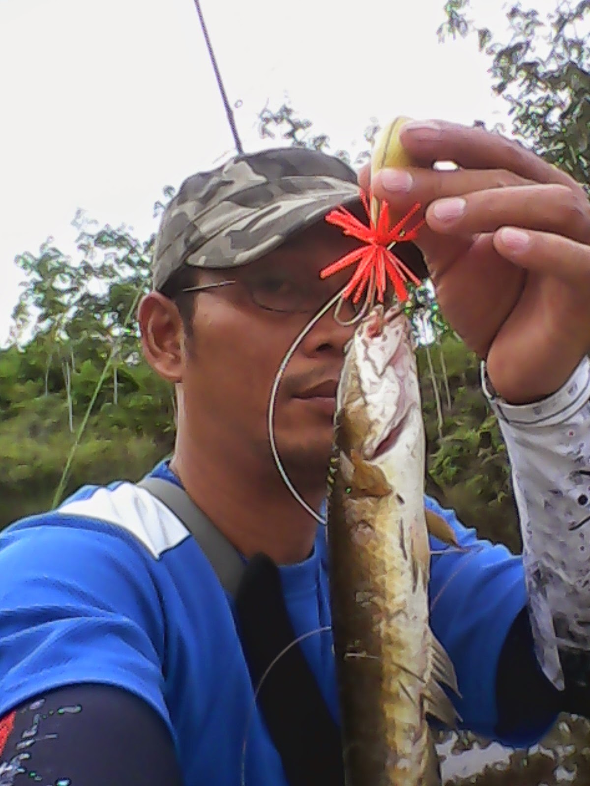 Ikan Gabus Fesa Balai nanga Ikan Gabus Desa Balai nanga