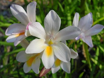 Freesia alba Freesia alba
