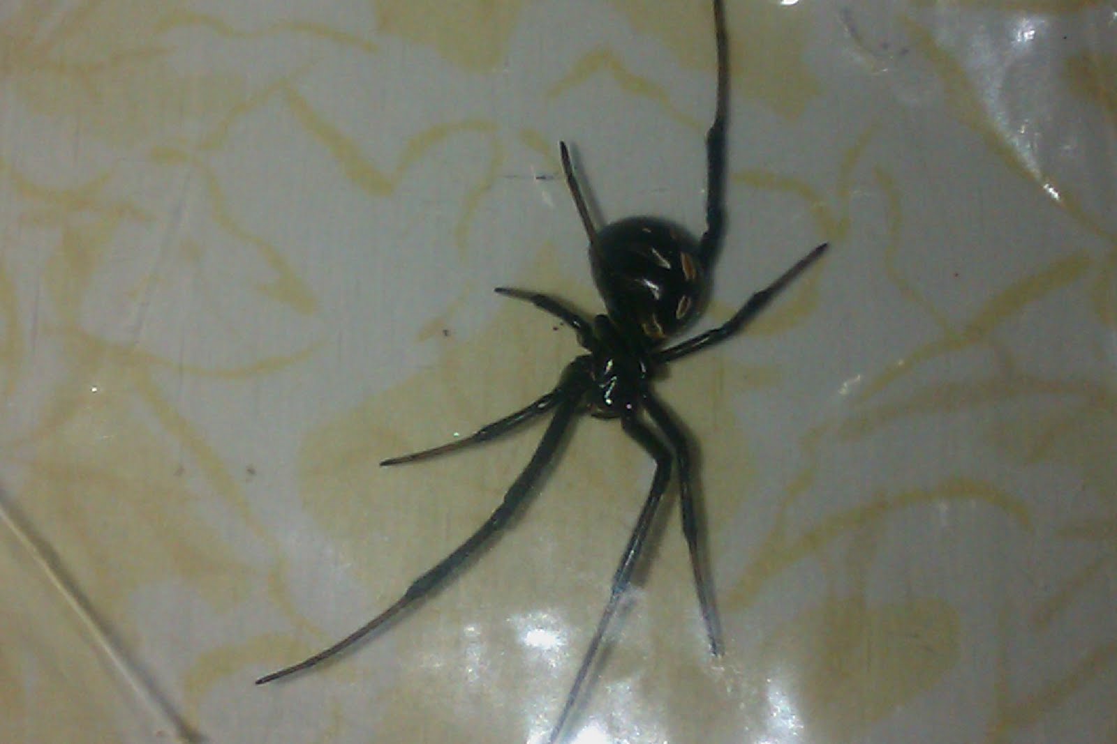 Adderall red bloches on face