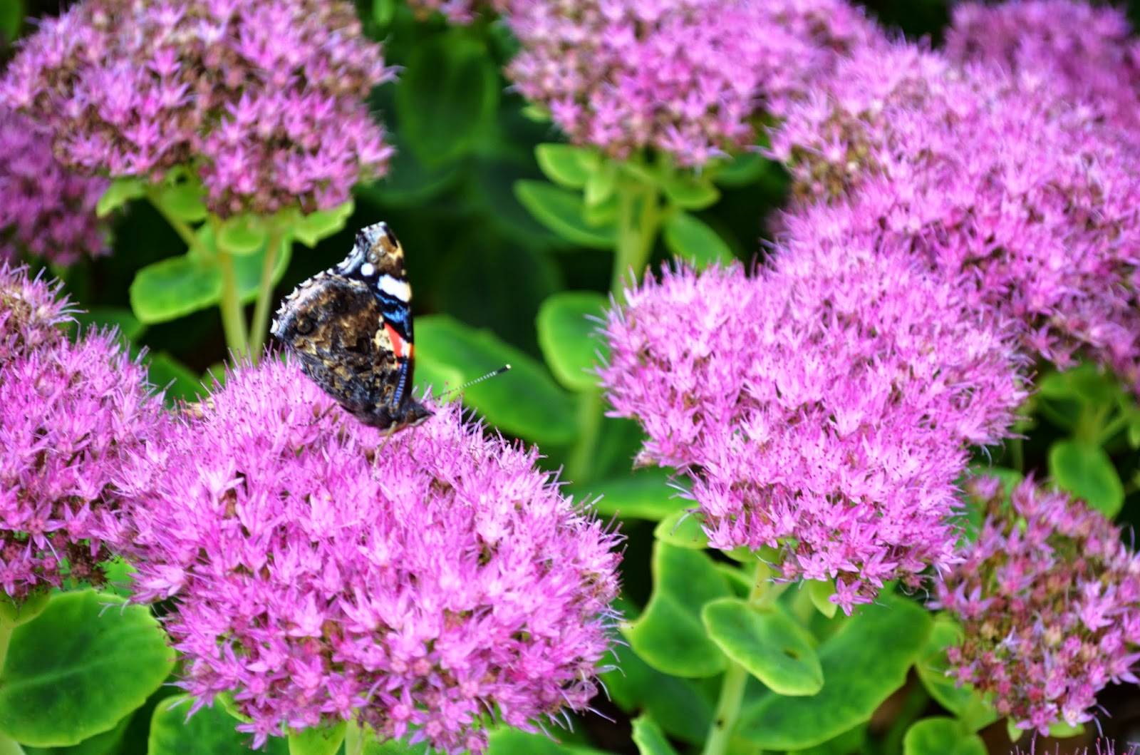 Kelli's Northern Ireland Garden Late Summer Flowers