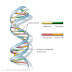 Banco de DNA ,