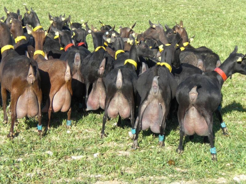 goat breeds for milk