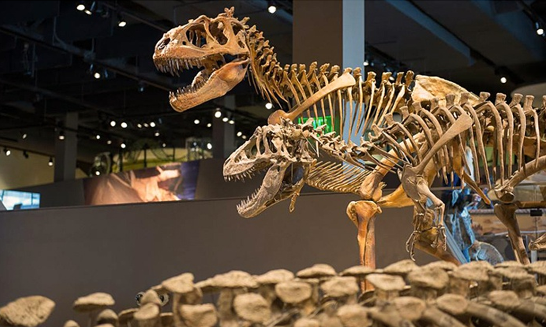 Groupon Natural History Museum San Diego Groupon Natural History Museum San Diego