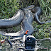 Anaconda Raksasa Sepanjang 8 Meter 