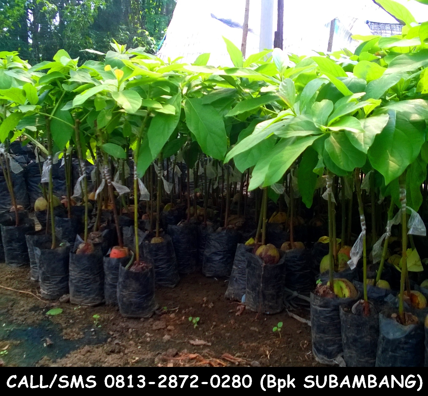jual bibit alpukat mentega miki wina hass hawaii markus jual bibit alpukat mentega miki wina hass hawaii markus