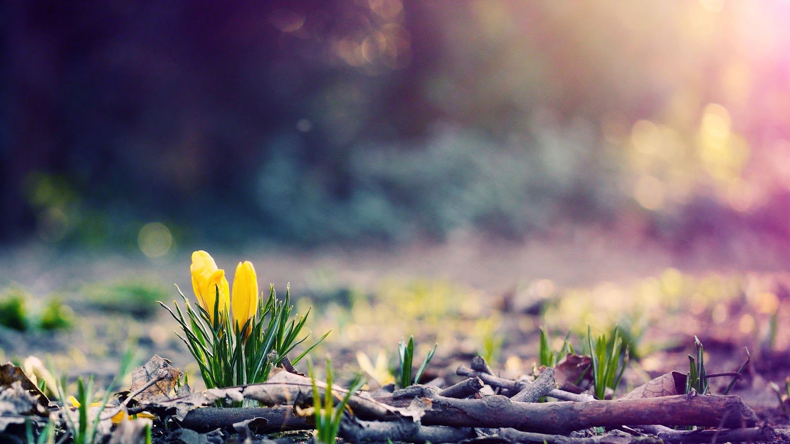 Lente Wallpapers | HD Wallpapers