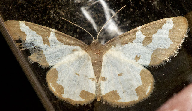 Clouded Border, Lomaspilis marginata.  Kent Butterfly Conservation mothing event at Oldbury Hill, 10 June 2012.