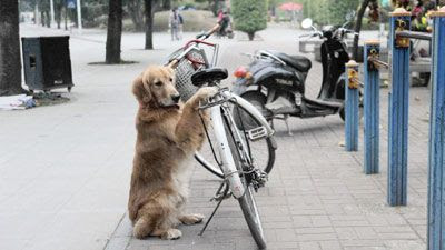 anjing penjaga sepeda