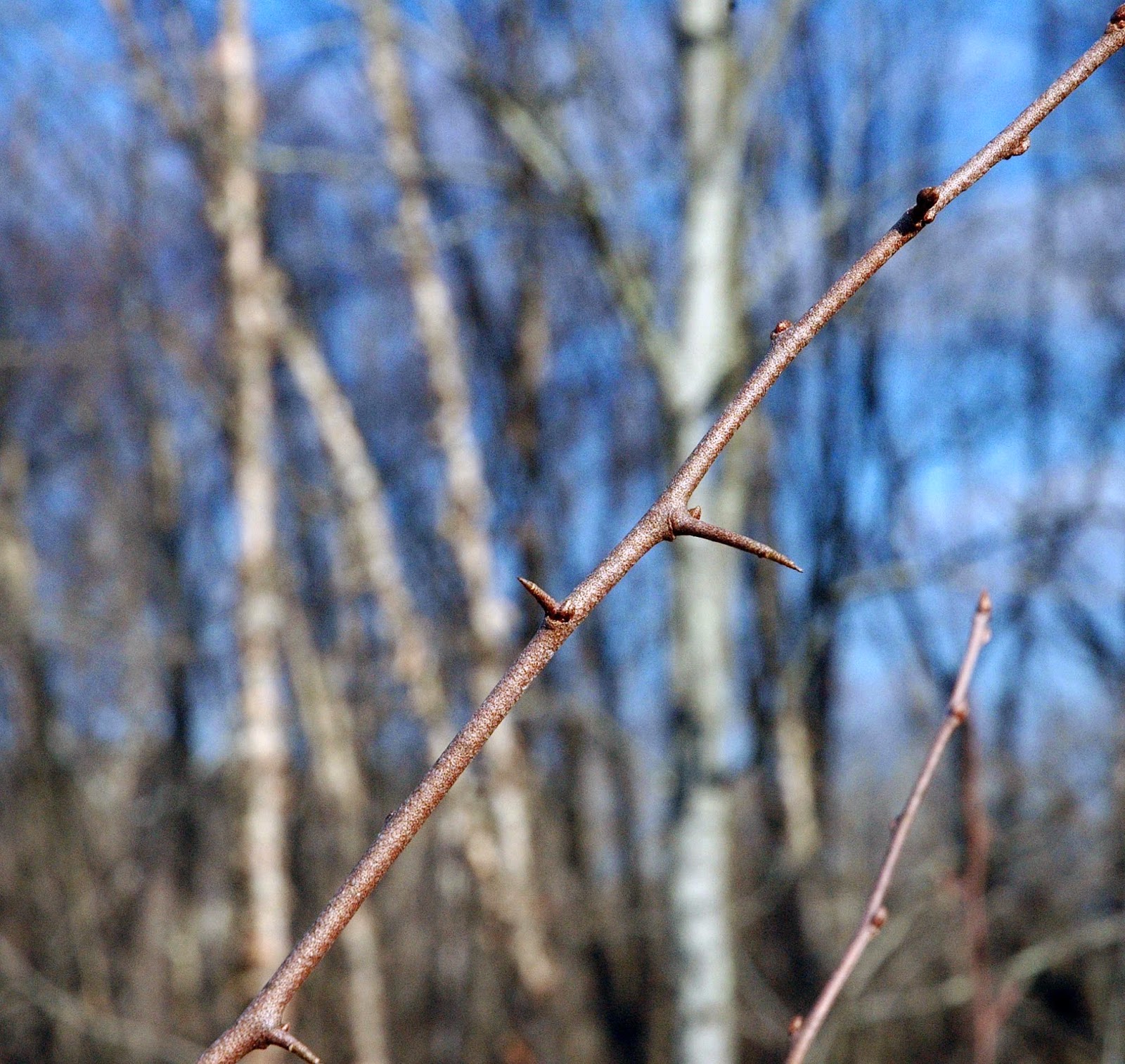 Field Biology in Southeastern Ohio A Thorny Situation