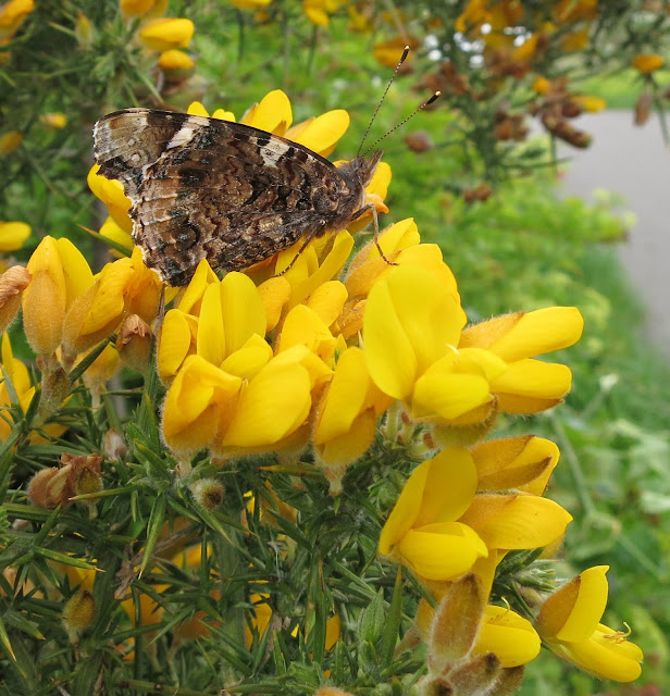 Red Admiral Butterfly (Vanessa atalanta) with its wings closed. On gorse flowers. May 13th 2013