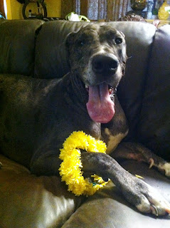 Dog Days of Summer - Stein Your Florist Co. Dog Days of Summer - Stein Your Florist Co.