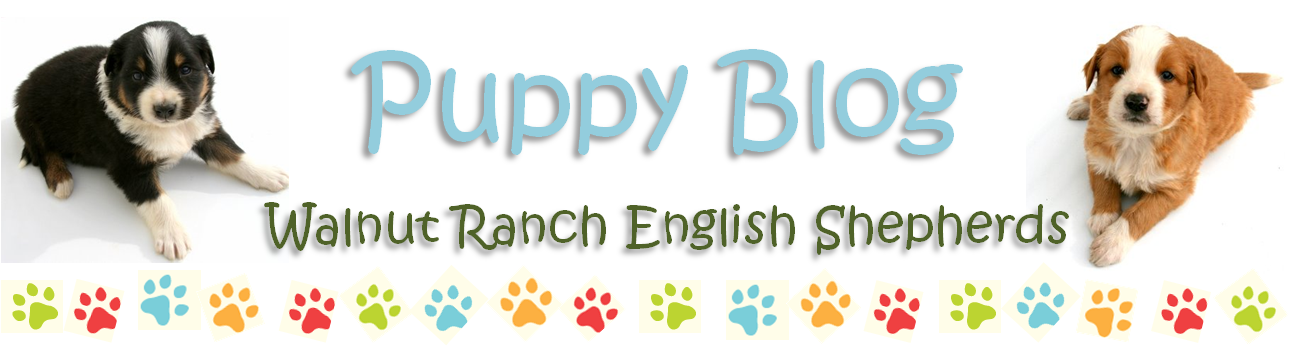 Walnut Ranch English Shepherd Puppies