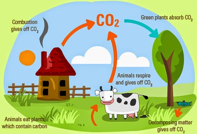 carbon dioxide homework