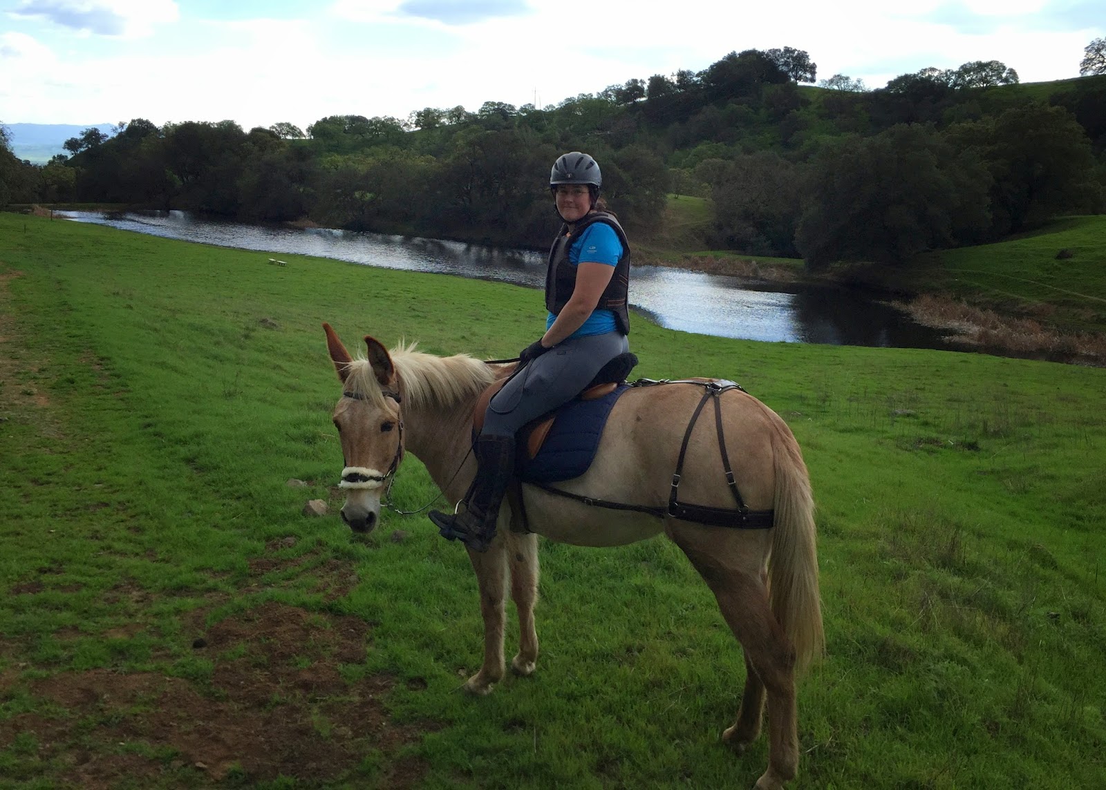 mule trail riding english saddle breeching palomino