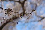 Spring Cherry Blossoms