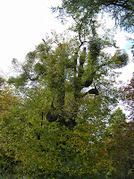 heavily parasitised trees mistletoe grove place hampshire