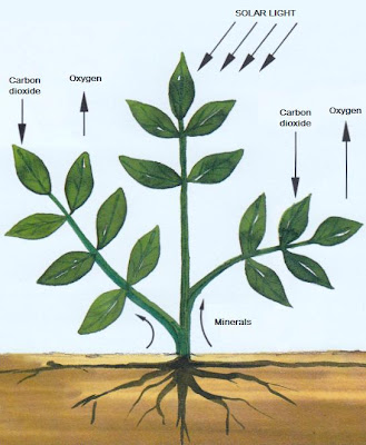 Photosynthesis process in the plants