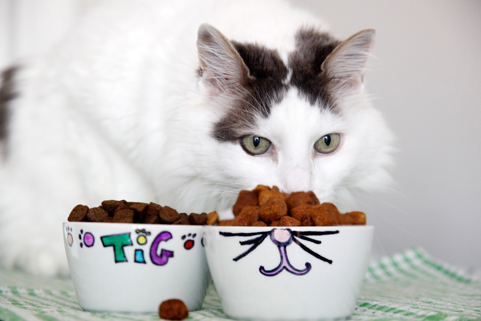 Creativity Unmasked Simple DIY Sharpie Pet Bowl