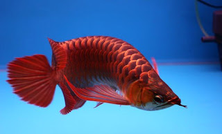 arowana red fish freshwater pets