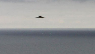 ufo+or+seagull.jpg
