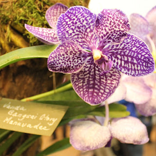 The orchid – a symbol of refinement & innocence The purple orchid flower