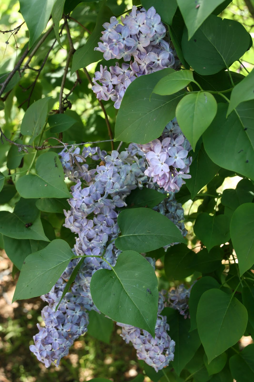design "Now That The Lilacs Are In Bloom"
