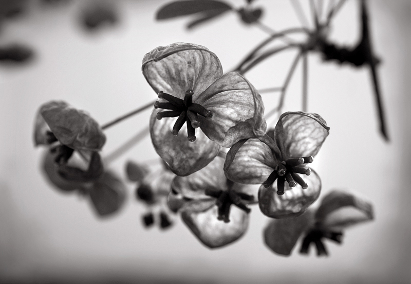 Akebia Cacho de flores a preto e branco fotografado em grande plano com apenas as primeiras flores focadas