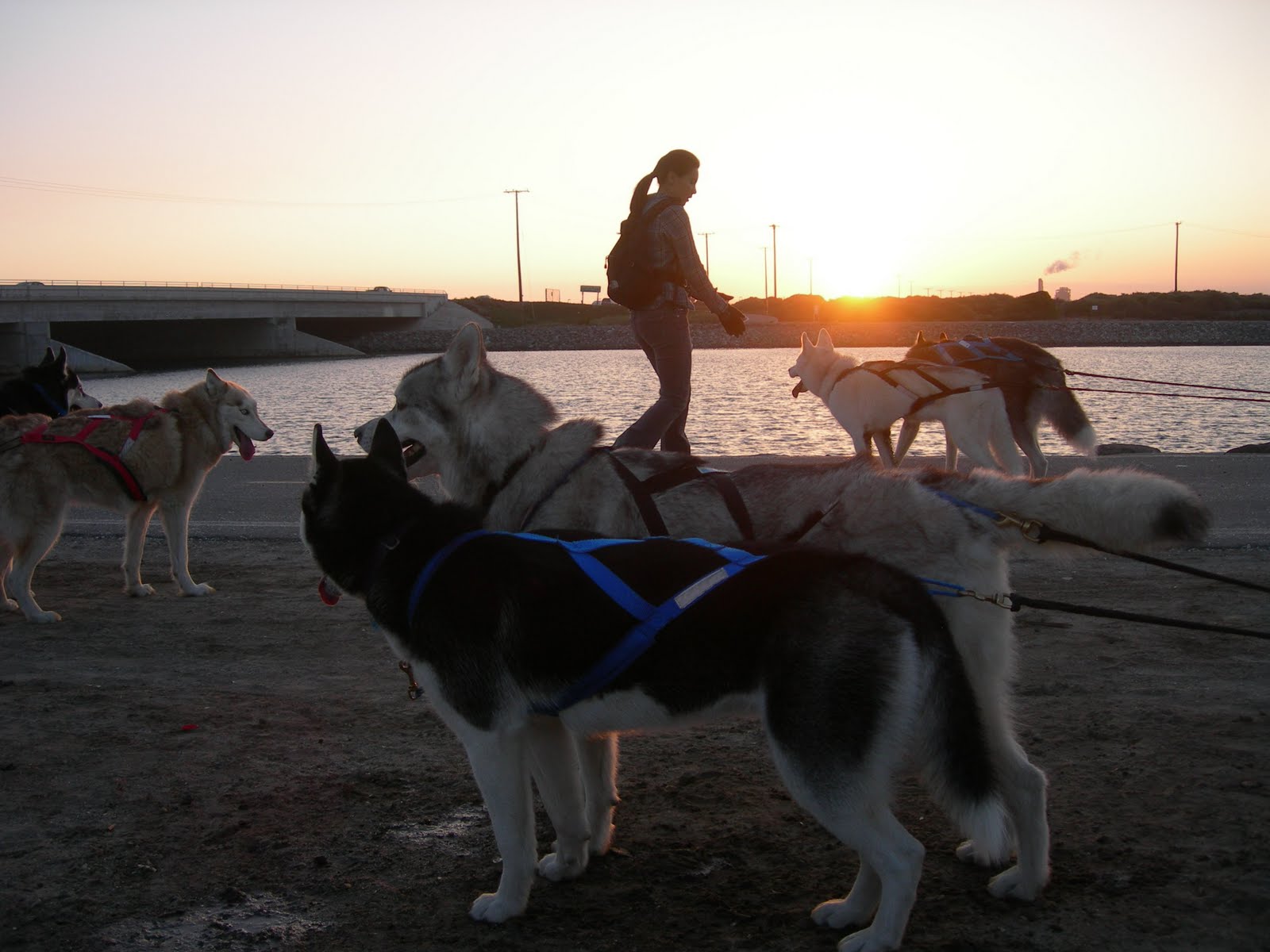 Arctis Carts Urban Mushing