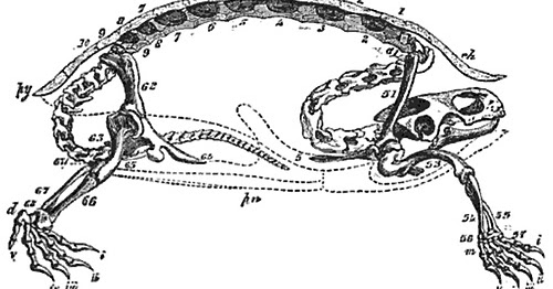 Abaculi: Skeleton of the Tortoise (1855)