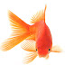 Facts about GoldFish