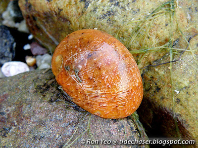 Polished Nerite (Nerita litterata) Polished Nerite (Nerita litterata)