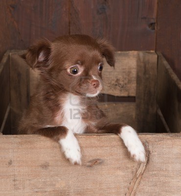 brown chihuahua puppies puppy dogs brown chihuahua puppies brown chihuahua puppies puppy dogs brown chihuahua puppies