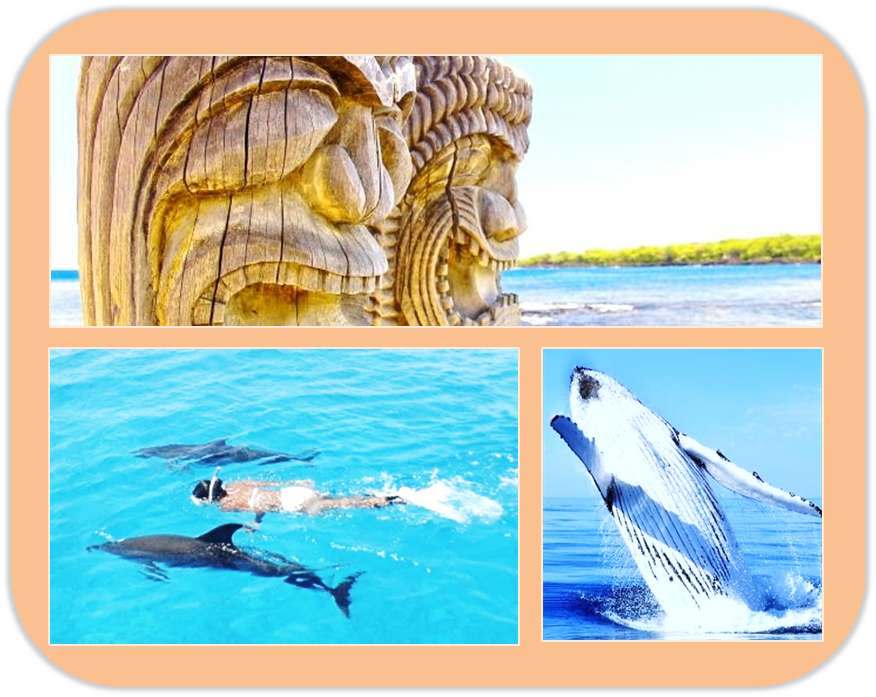 rencontre dauphins nice