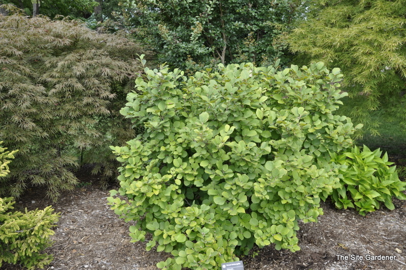 Beechwood Landscape Architecture and Construction: Plant of the Week