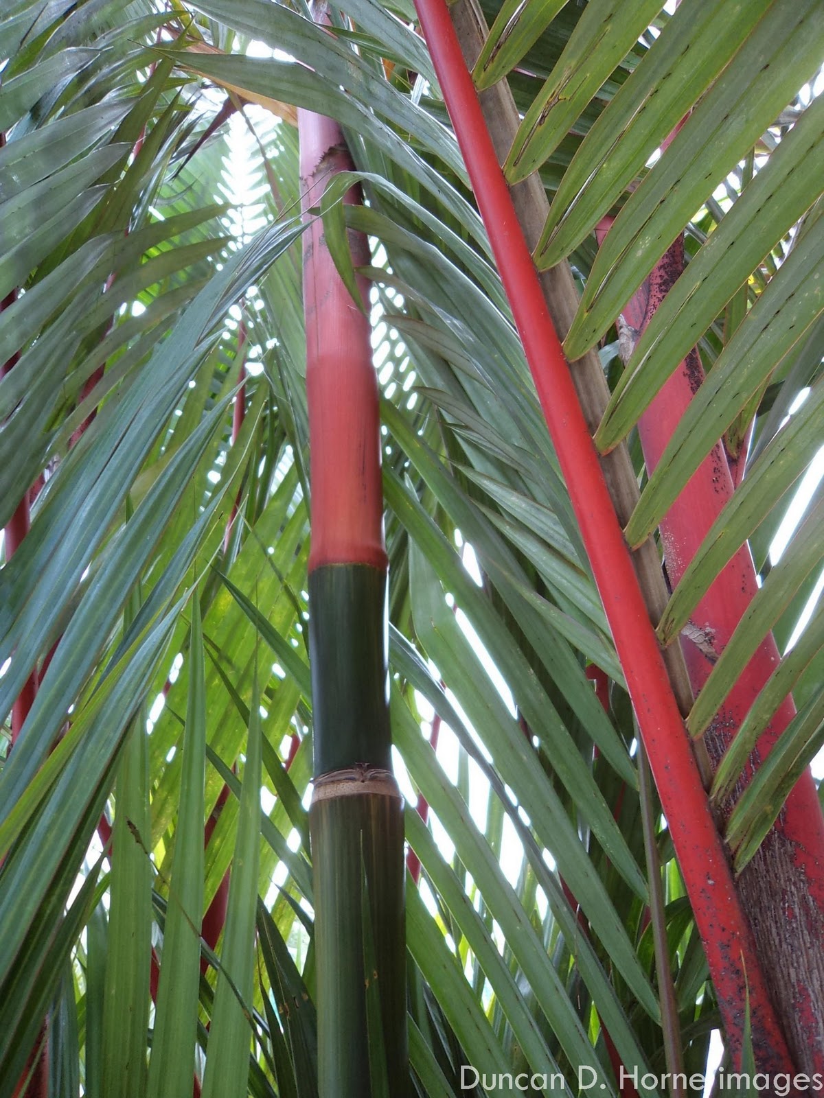 Red bamboo plants | Where Nature Presides - Kuantan