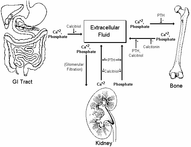 Medical Lecture Notes Online Disorders of Calcium and Phosphate Metabolism