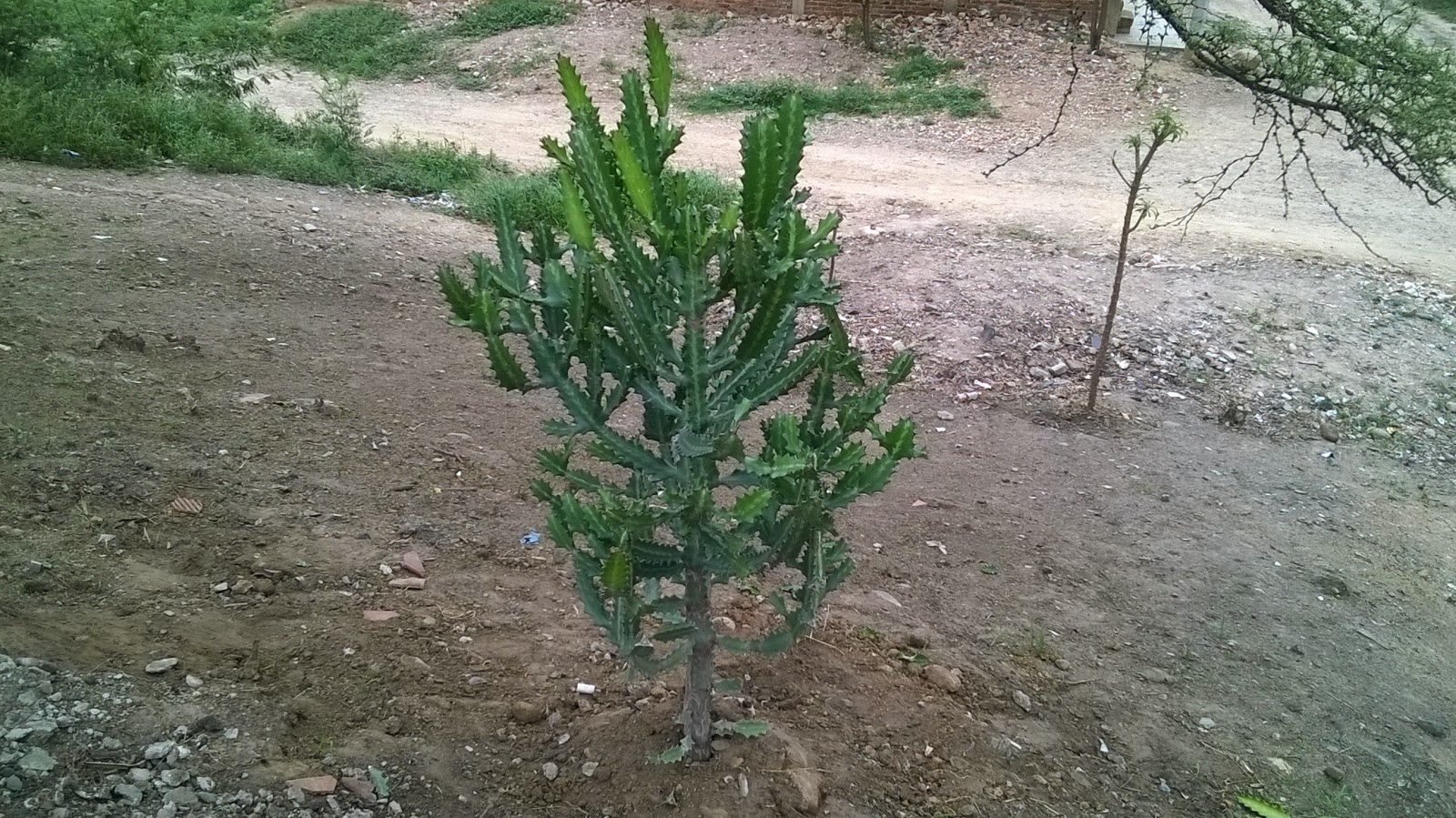 En Cúcuta, Félix Contreras inicia la siembra del primer árbol en 'Ecoparque Divino Niño' de Chapinero En Cúcuta, Félix Contreras inicia la siembra del primer árbol en 'Ecoparque Divino Niño' de Chapinero
