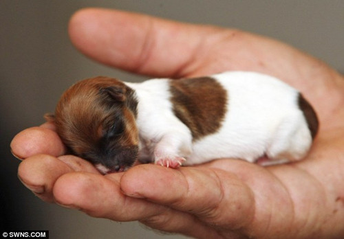 世界最小的狗2