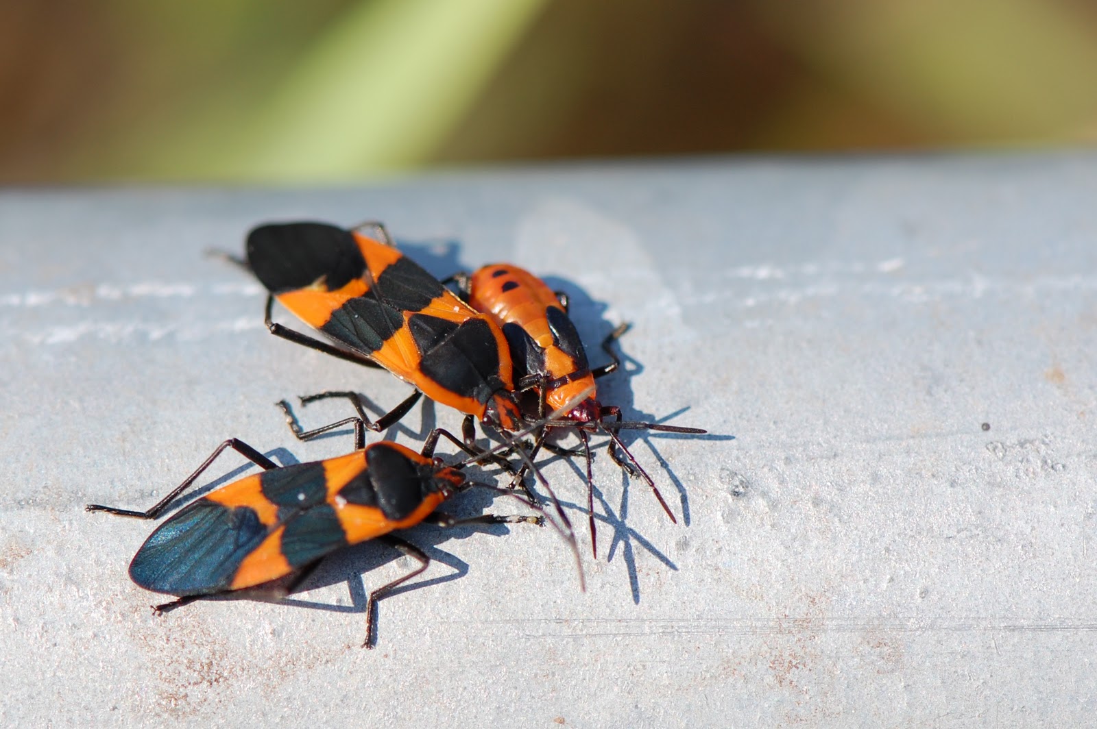Milkweed Bugs, Large & Small Focusing on Wildlife
