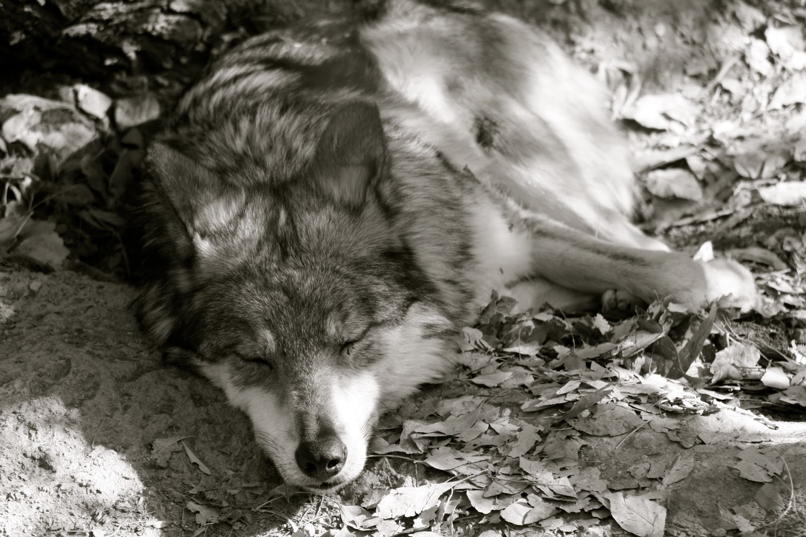 Wolf Tired