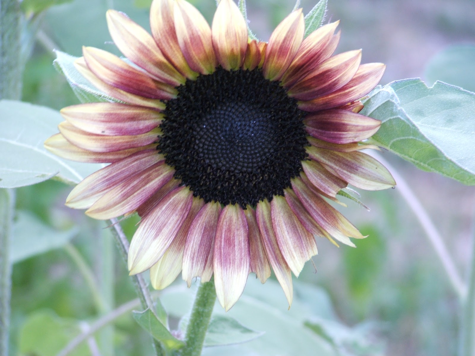 God's Growing Garden "Cherry Rose" Sunflower