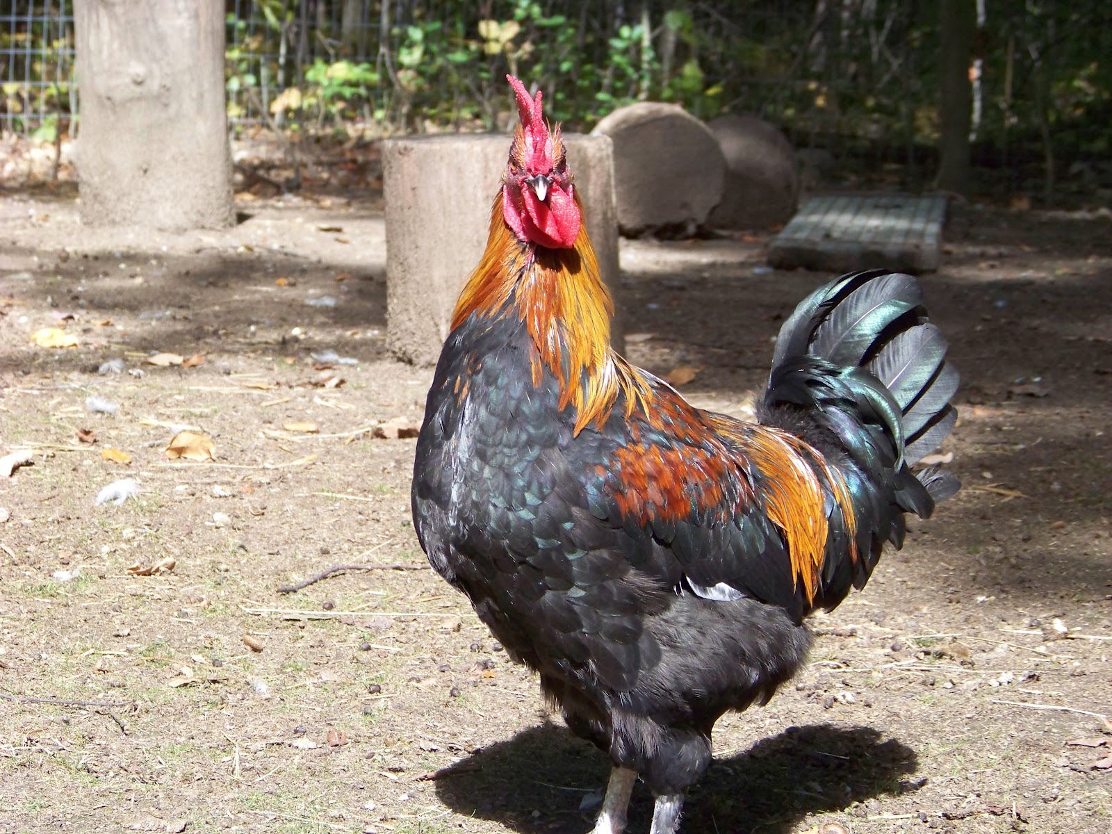 Tough Meat, Tough Decisions Intro to Homemade Chicken Sausage