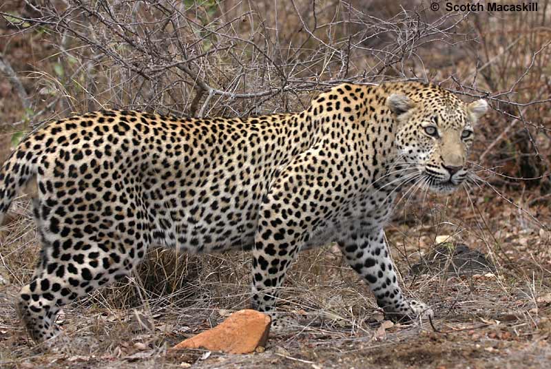 I AM NO SUSPECT !!!!: CHEETAH: A HINDI WORD FOR LEOPARD
