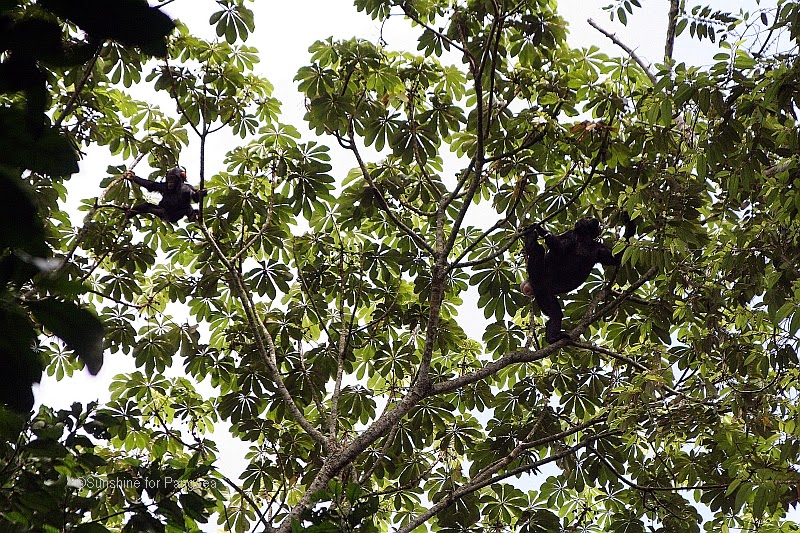 Chimpanzee mother with child, Kalinzu Forest Chimpanzee mother with child in the Kalinzu Forest