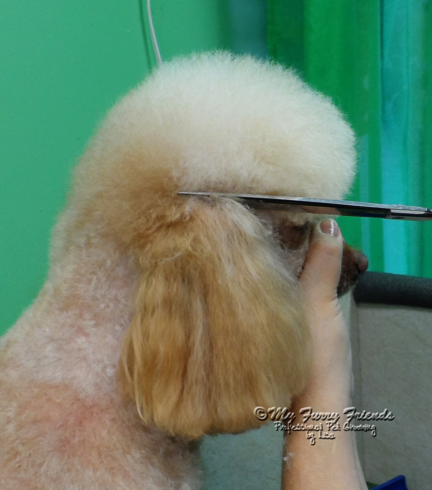 Pet Grooming The Good, The Bad, & The Furry Scissoring a Poodle