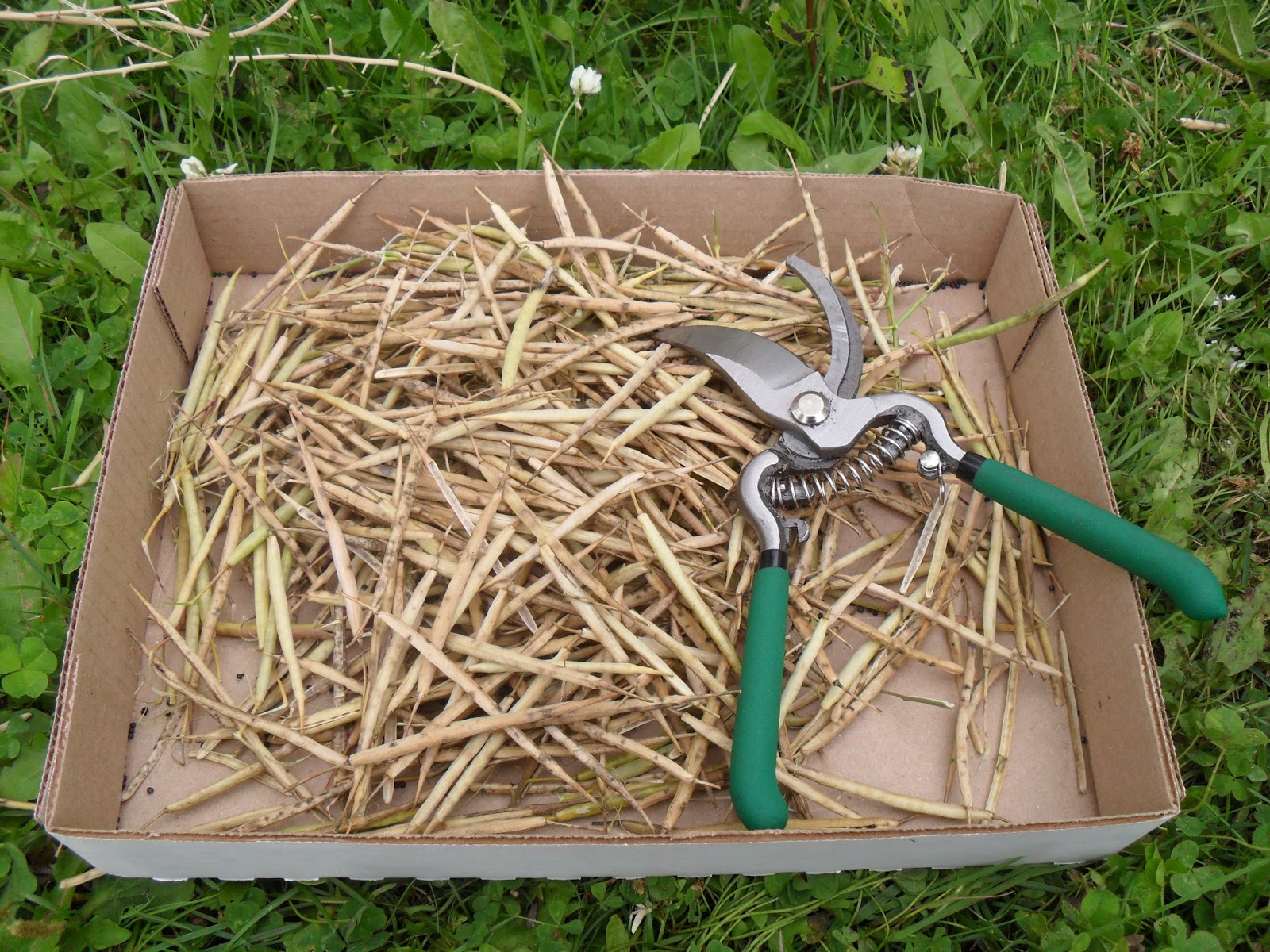 Bills Garden Tips Harvesting my turnip seeds