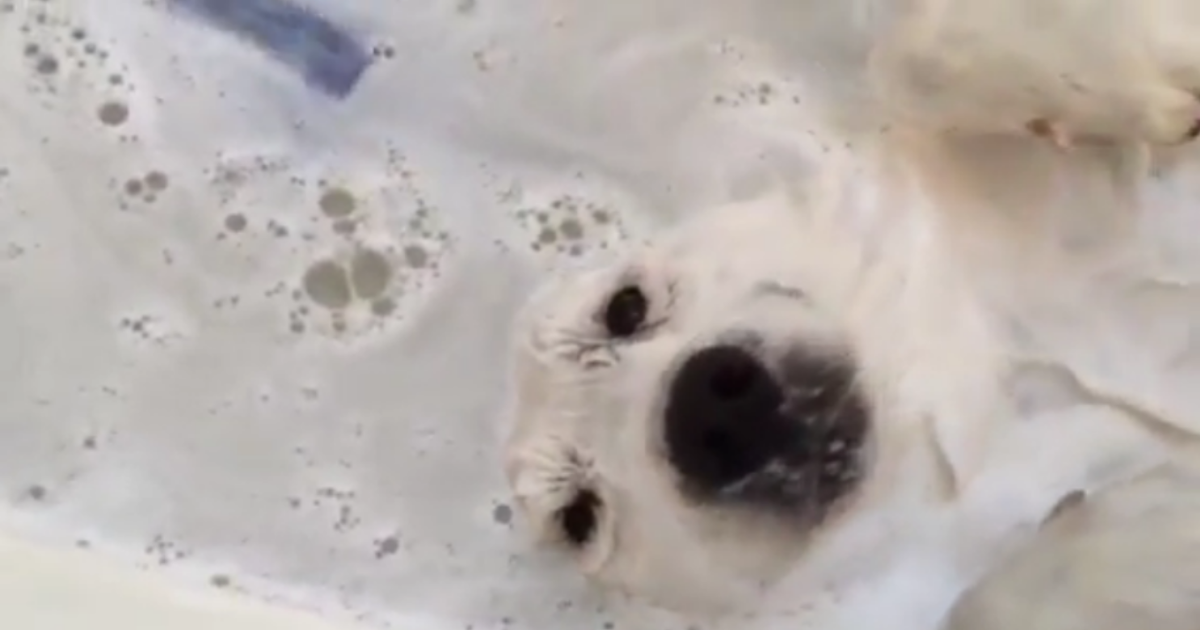 Webschnorcheln Hund genießt sein Bad wirklich SEHR