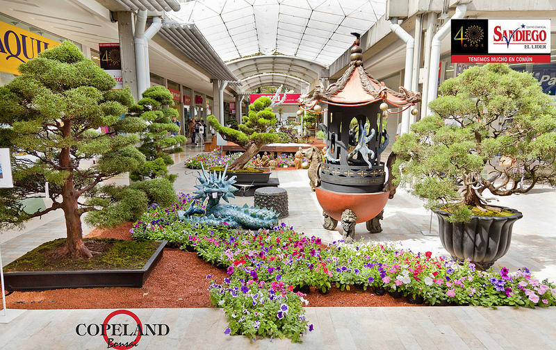 BONSAI COLOMBIA Expo Bonsai Medellin.