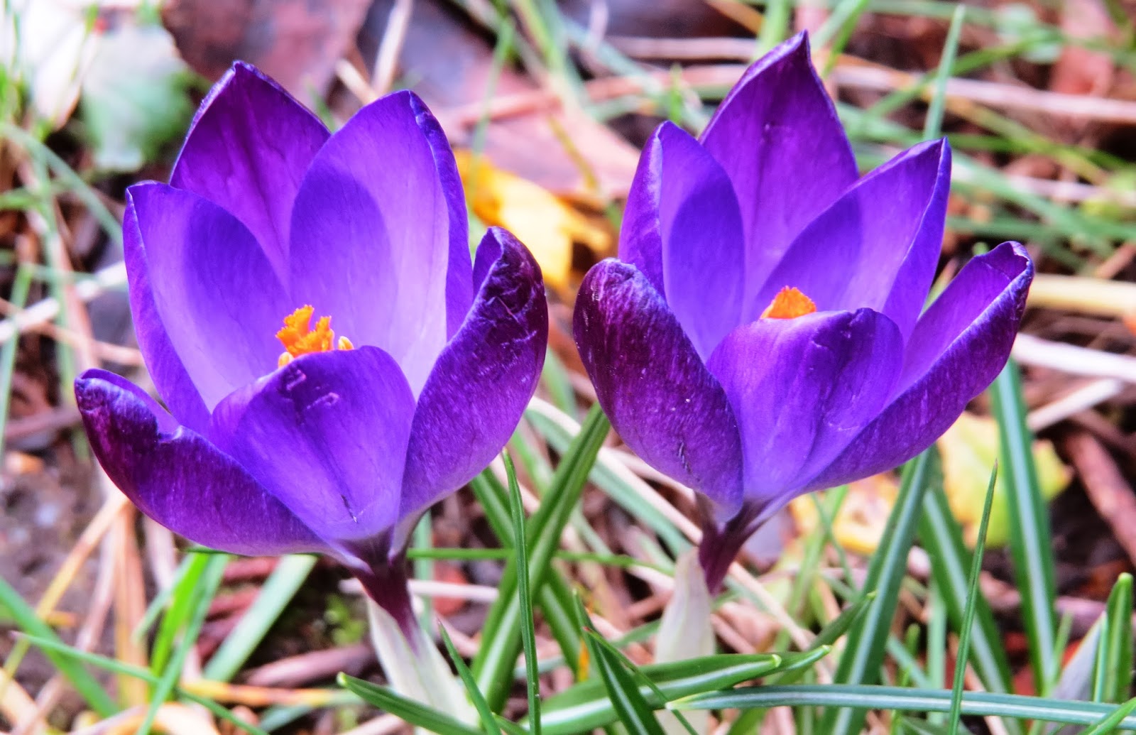 The Best Stamps New beginnings.....flowers