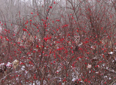 Japanese Barberry